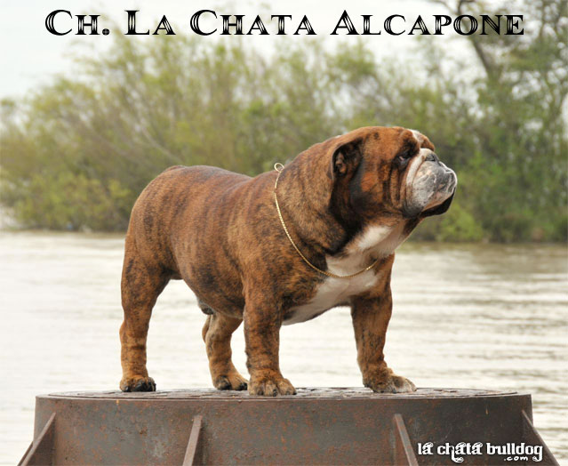 CH. LA CHATA ALCAPONE