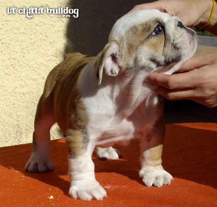 PUPPY MALE AVAILABLE!!