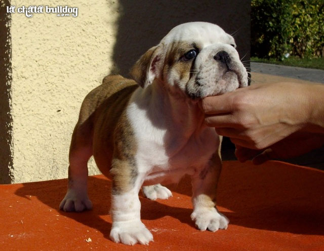 PUPPY MALE AVAILABLE!!
