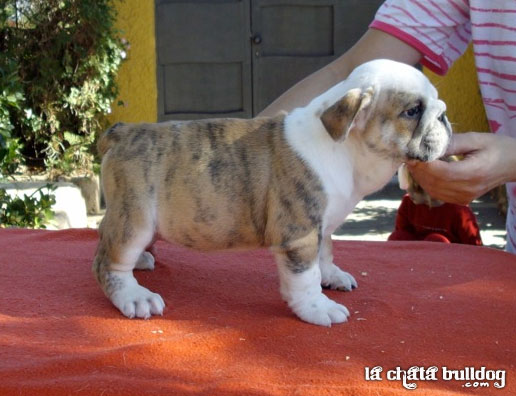 PUPPY MALE AVAILABLE!!