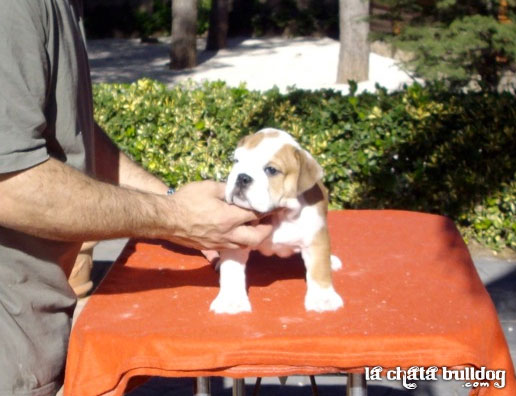 PUPPY FEMALE AVAILABLE!!