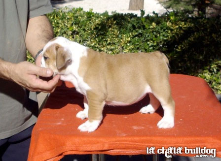 PUPPY FEMALE AVAILABLE!!