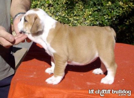 PUPPY FEMALE AVAILABLE!!