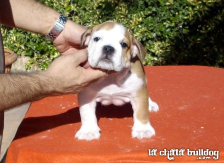 PUPPY FEMALE AVAILABLE!!