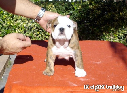 PUPPY FEMALE AVAILABLE!!
