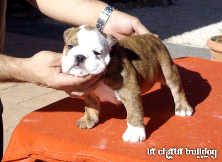 PUPPY FEMALE AVAILABLE!!