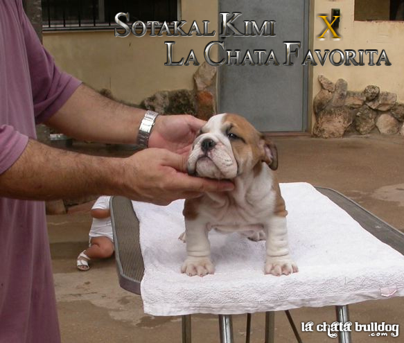 Cachorros Disponibles